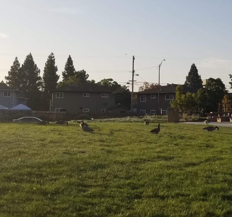 Soccer Field image 2