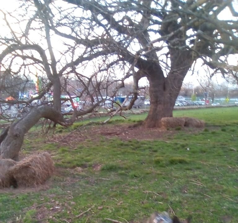 Soccer Field image 2