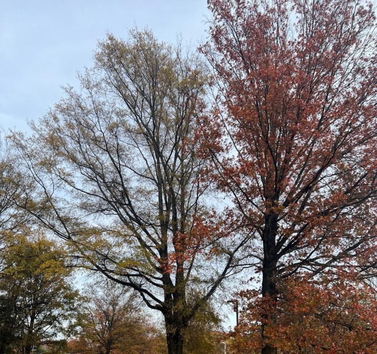 Soccer Field image 2