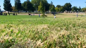 Soccer Field image 1