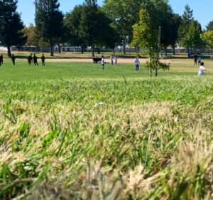 Soccer Field image 2