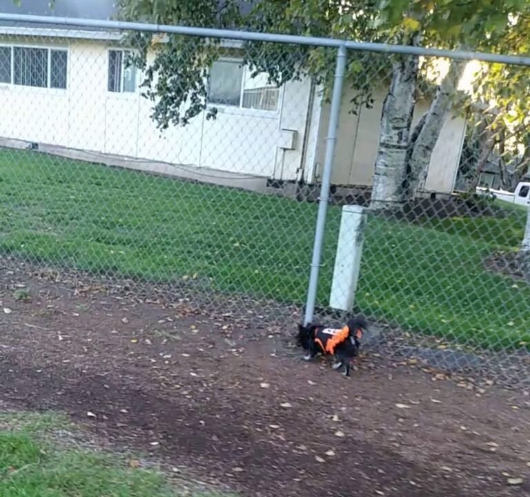 Soccer Field image 4