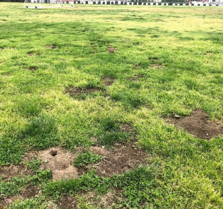 Soccer Field image 2