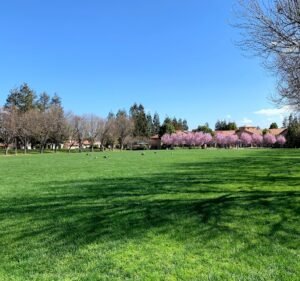 Soccer Field image 3