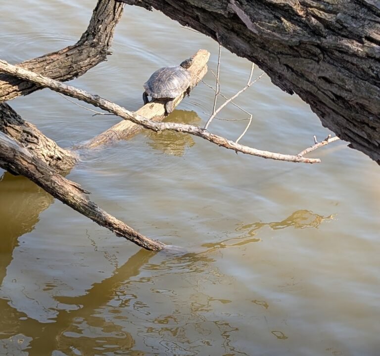Soccer Field image 3
