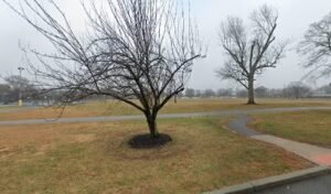Soccer Field image 1