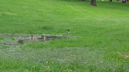 Soccer Field image 1