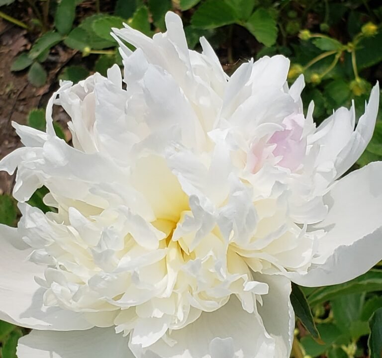 Soccer Field image 2