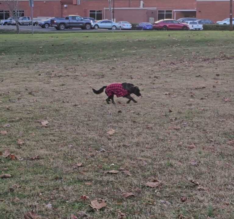 Soccer Field image 4
