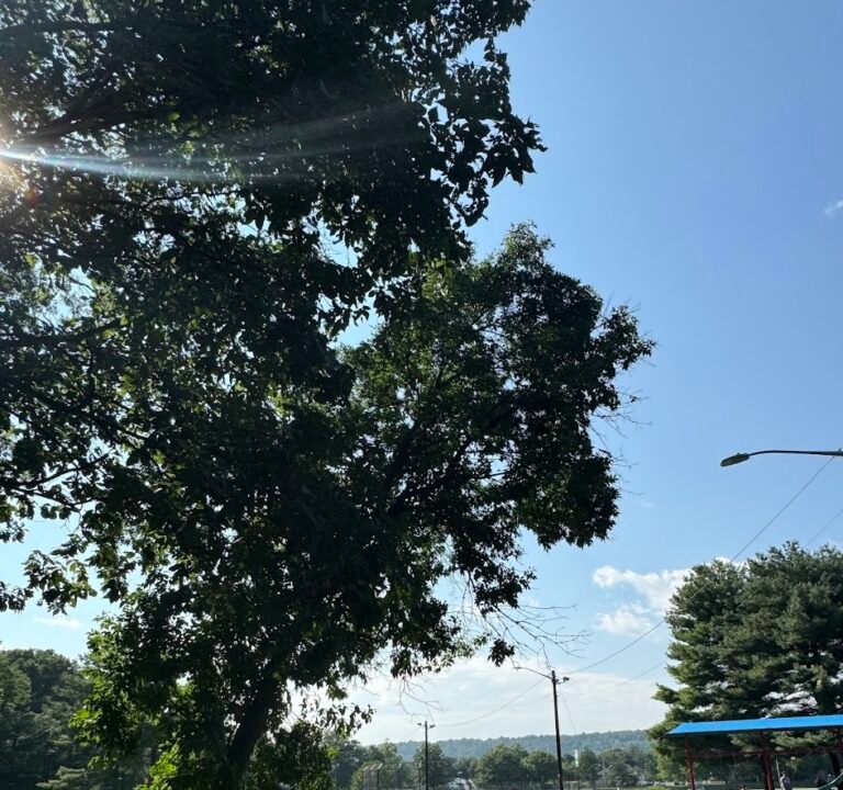 Soccer Field image 2