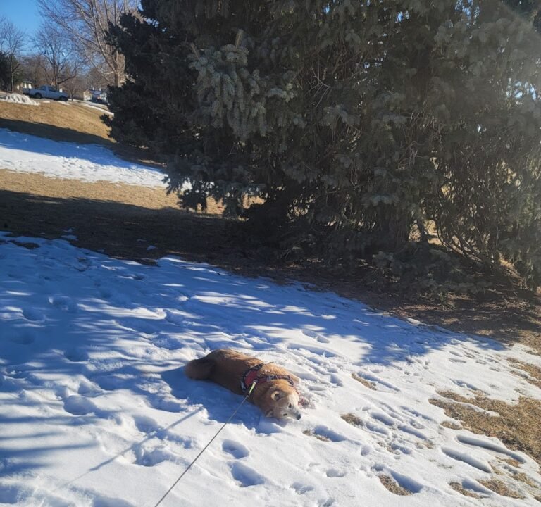 Soccer Field image 3