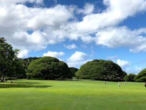 Soccer Field image 1
