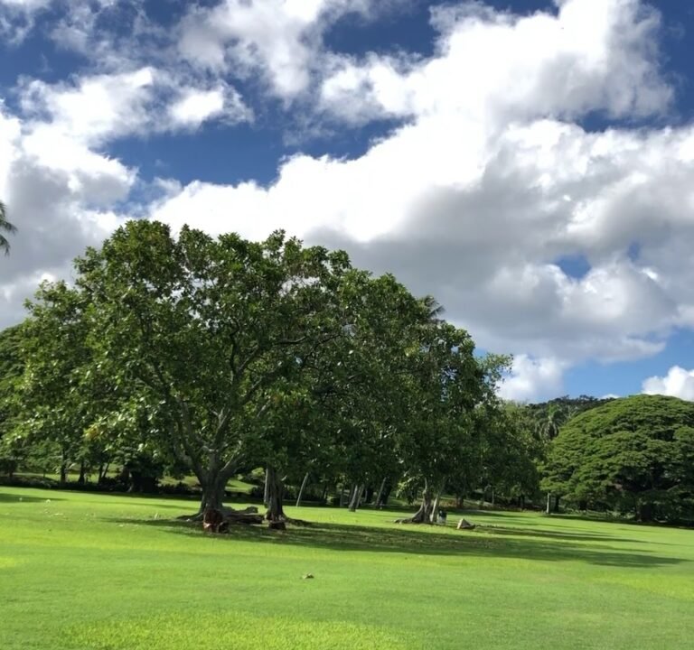Soccer Field image 3