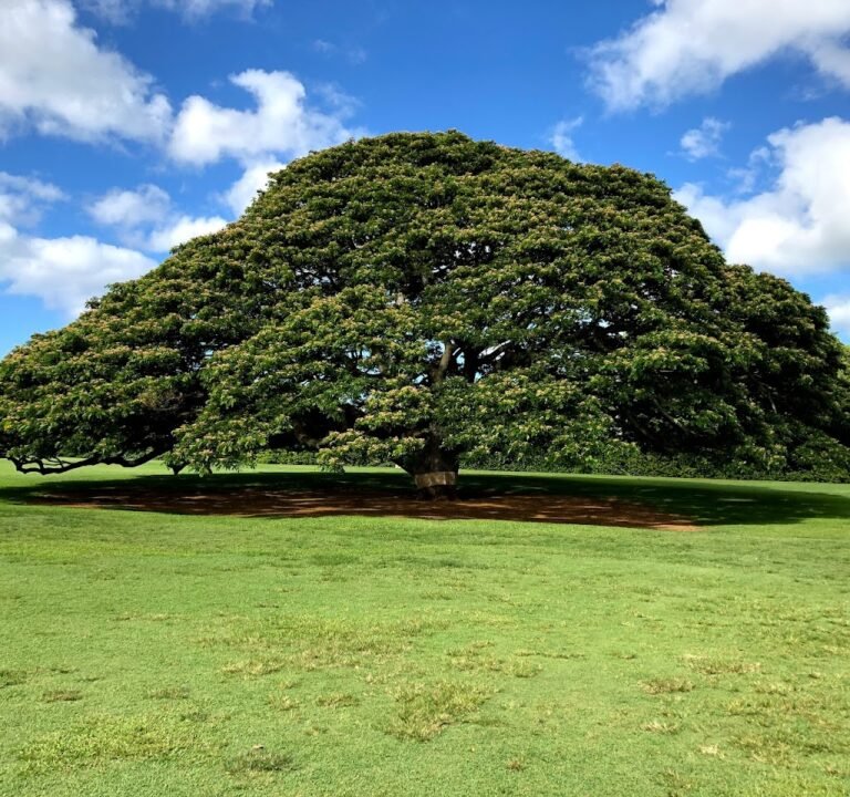 Soccer Field image 2
