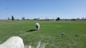 Soccer Field image 1