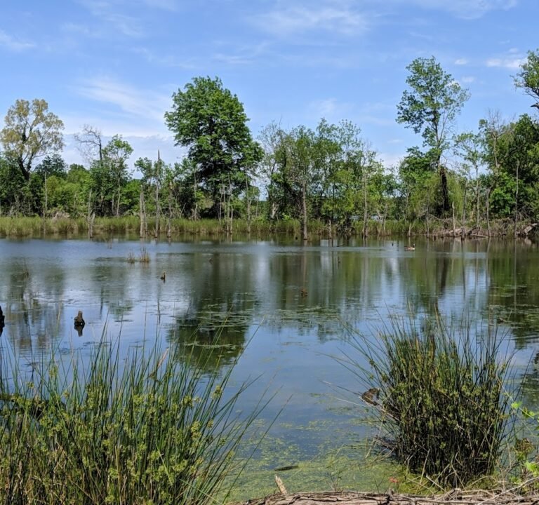 Soccer Field image 2