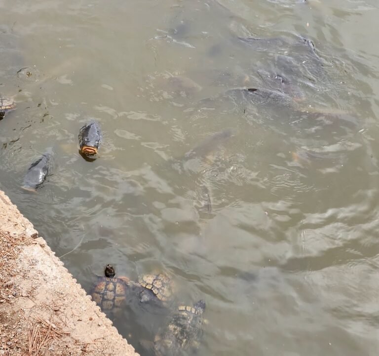 Soccer Field image 3