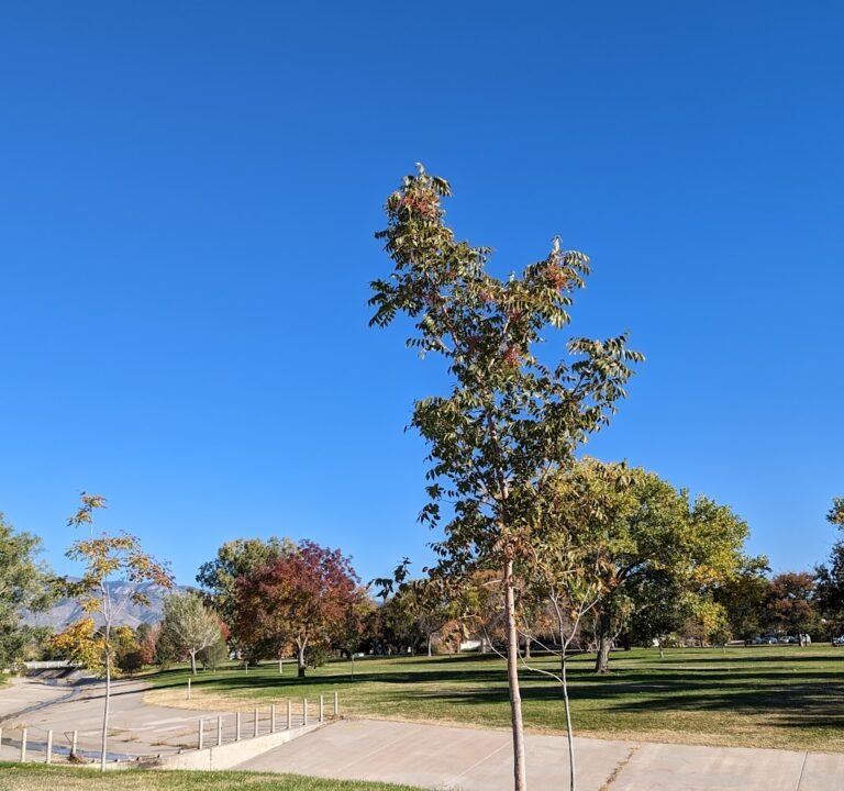 Soccer Field image 2