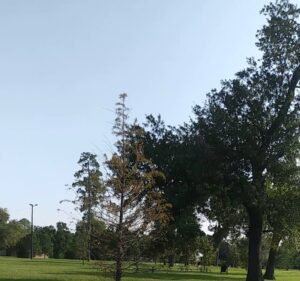 Soccer Field image 3