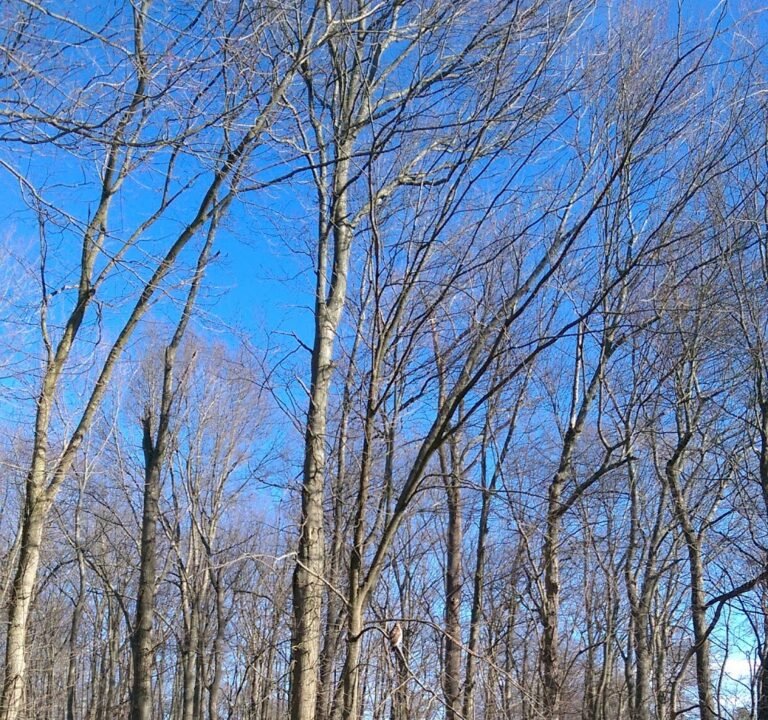 Soccer Field image 2