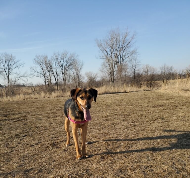 Soccer Field image 3