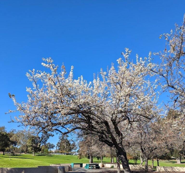 Soccer Field image 2