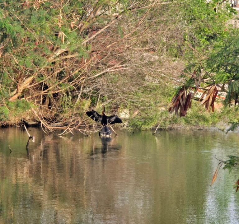 Soccer Field image 3