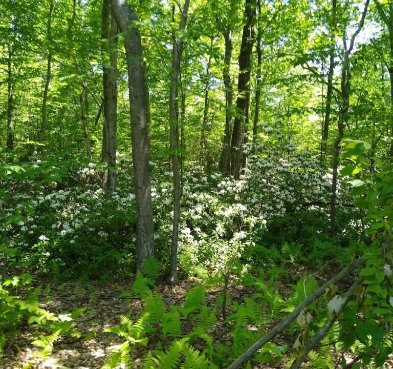 Soccer Field image 2