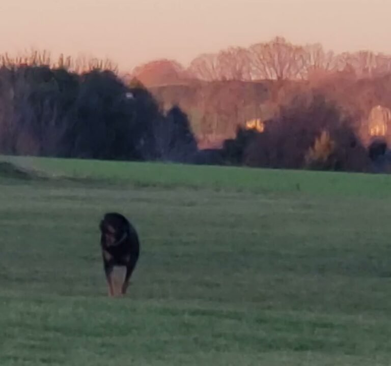 Soccer Field image 3