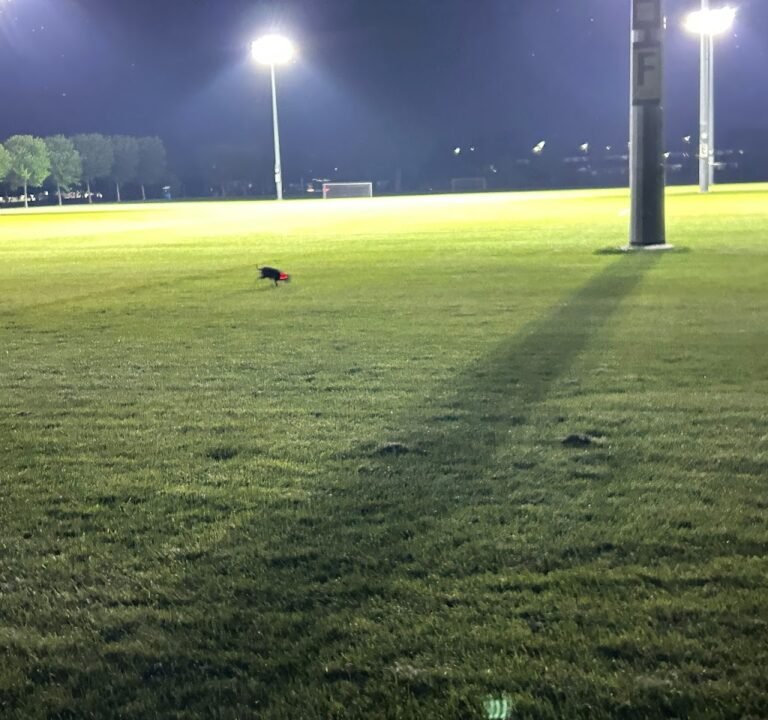 Soccer Field image 2