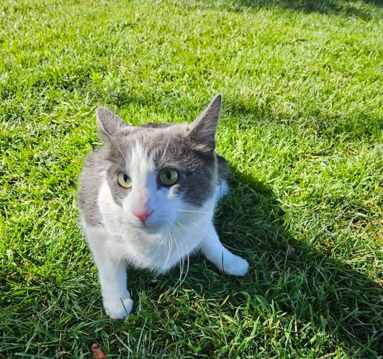 Soccer Field image 3