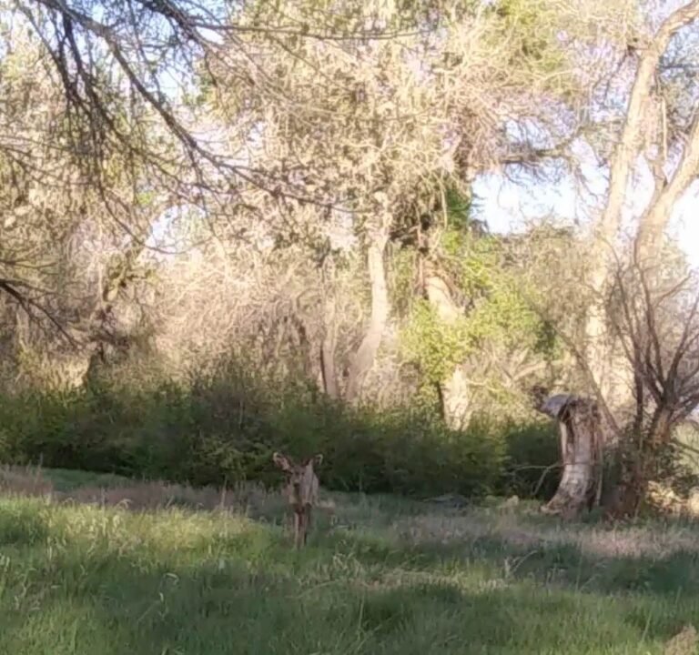 Soccer Field image 4