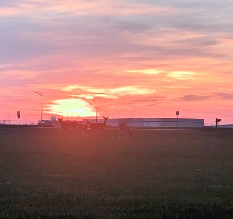 Soccer Field image 3