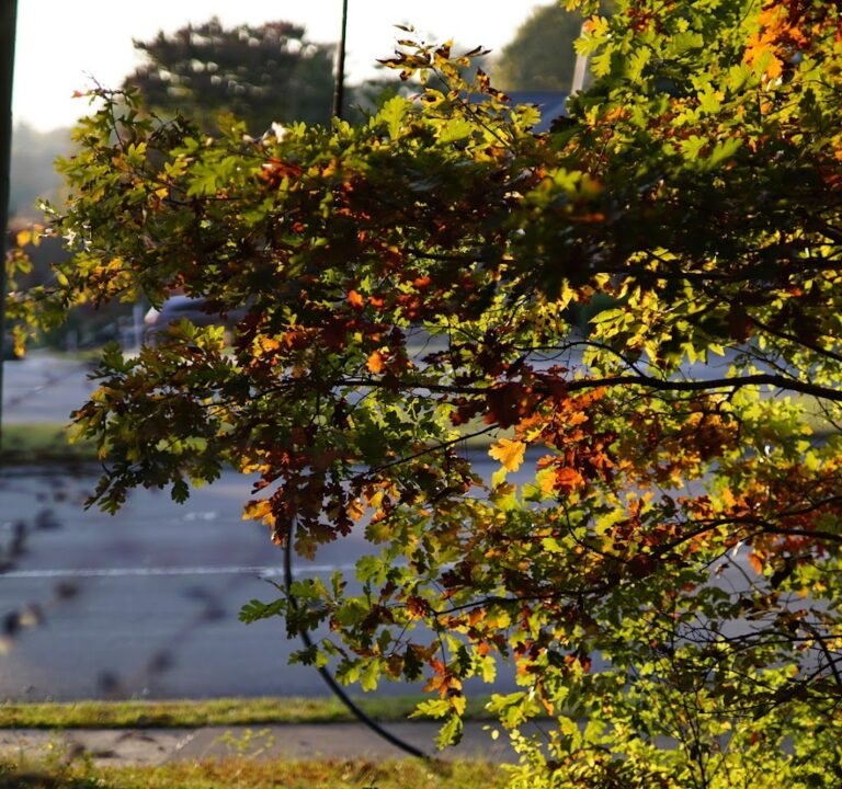Soccer Field image 2