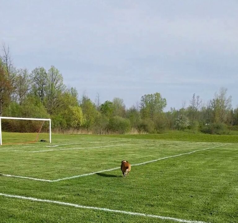 Soccer Field image 3