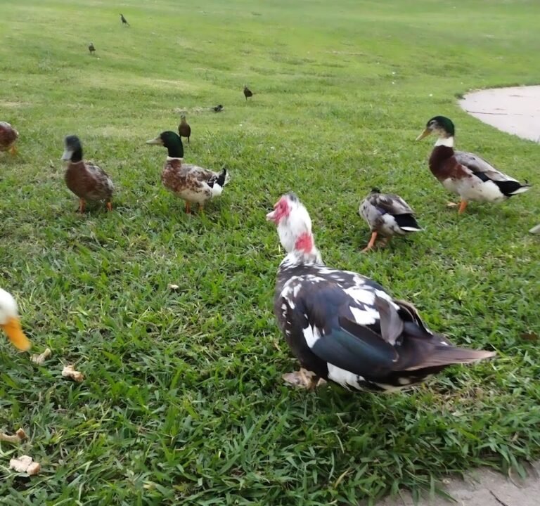 Soccer Field image 3