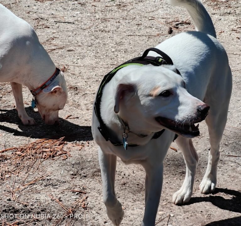 Soccer Field image 3
