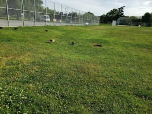 Soccer Field image 1