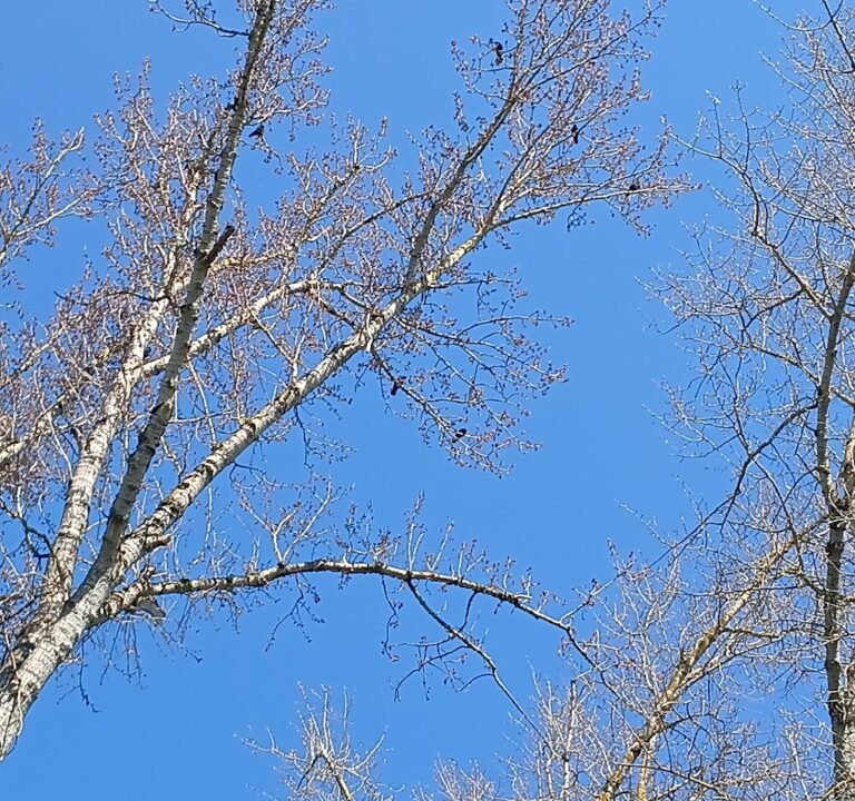 Soccer Field image 3