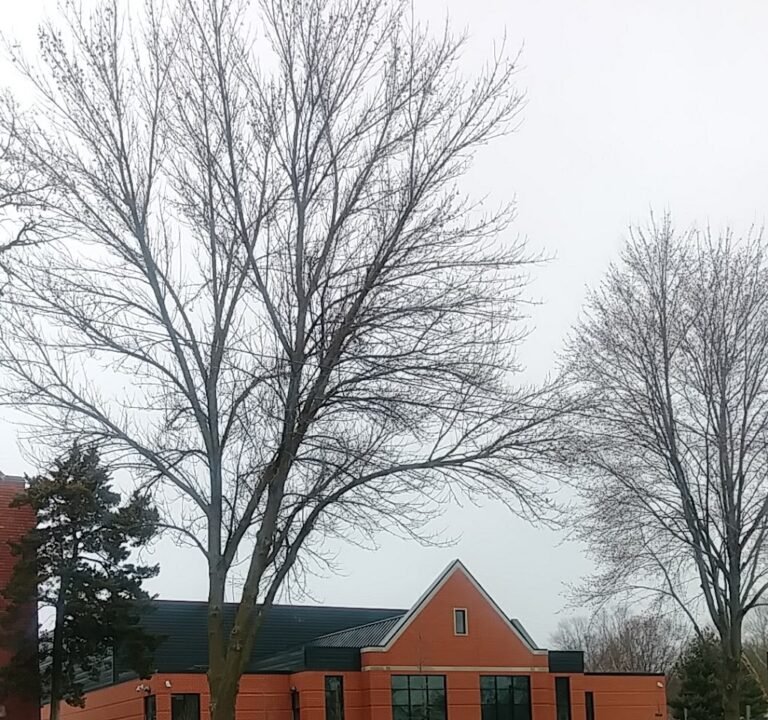 Soccer Field image 2