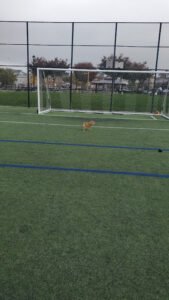 Soccer Field image 1