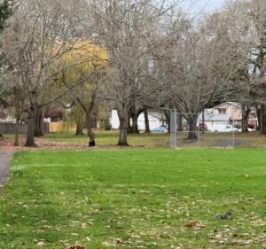 Soccer Field image 2
