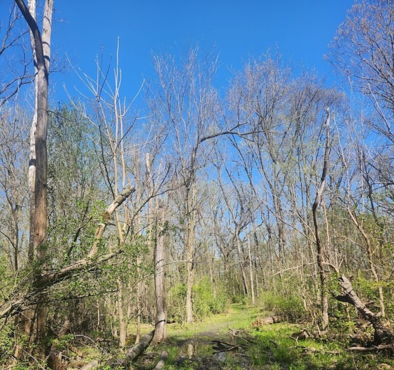 Soccer Field image 2