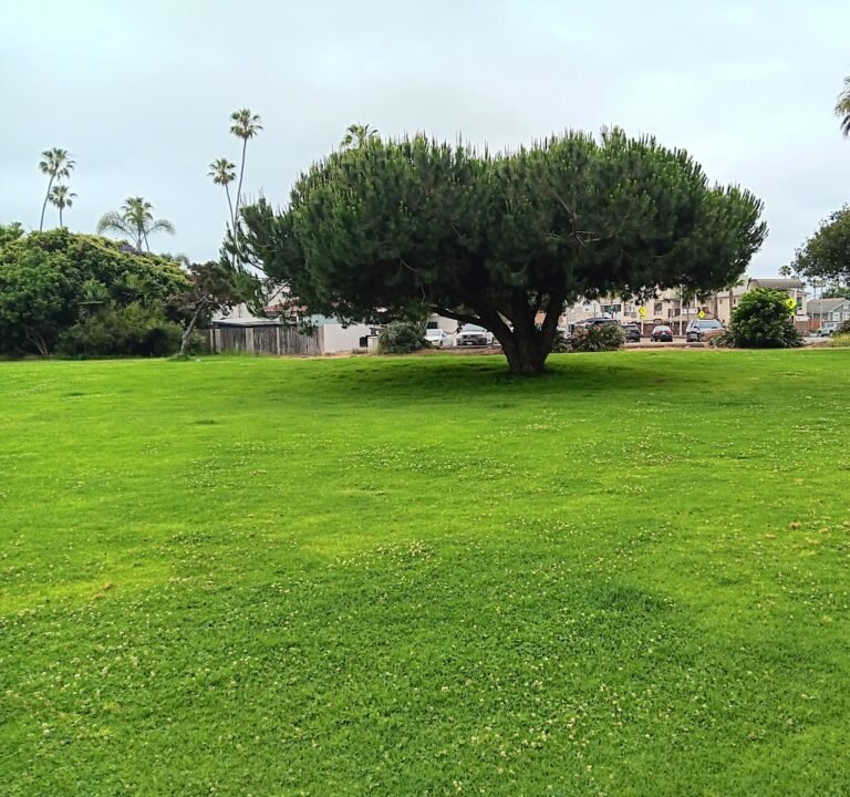 Soccer Field image 2