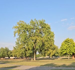 Soccer Field image 3