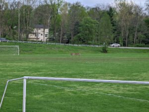 Soccer Field image 1