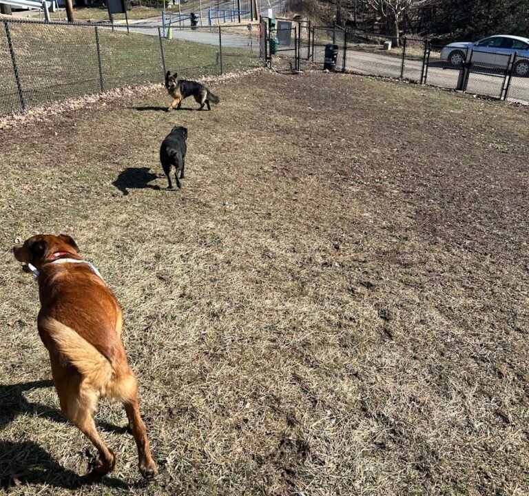 Soccer Field image 3