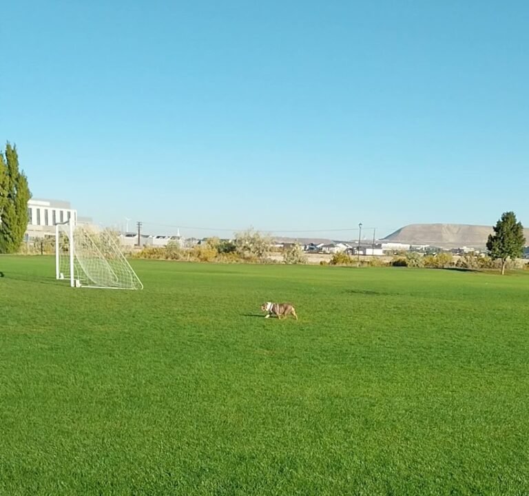 Soccer Field image 4