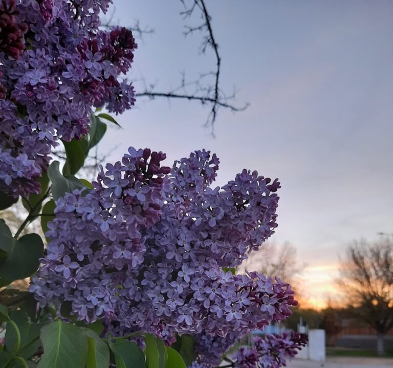 Soccer Field image 2