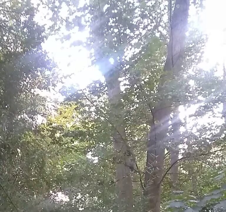 Soccer Field image 4